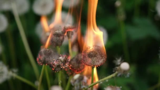 Diente León Arde Durante Incendio Contra Fondo Verde Borroso — Vídeos de Stock