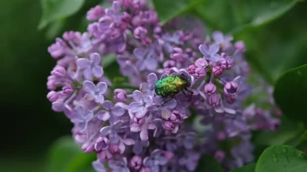 夏の雨の下で閉じる新鮮な紫色のライラックの花の開花枝 — ストック動画