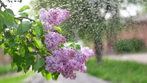 Kwitnąca Gałąź Świeżych Fioletowych Fioletowych Kwiatów Lilii Bliska Pod Letnim — Wideo stockowe