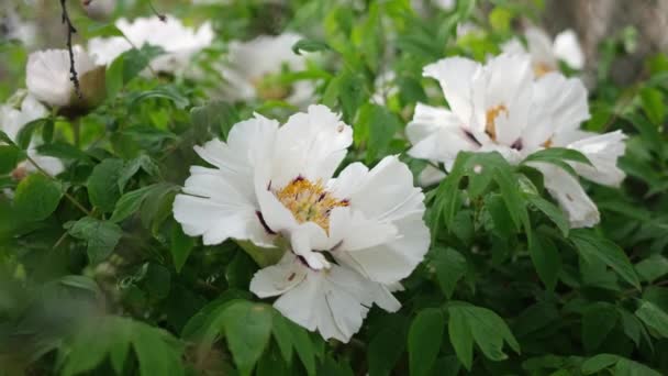 Piękne Białe Drzewo Piwonia Kwiat Wiosnę Słoneczny Dzień Biały Piwonia — Wideo stockowe