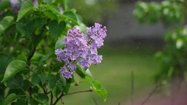Taze Mor Mor Leylak Çiçeklerinin Açan Dalı Yaz Yağmurunun Altında — Stok video