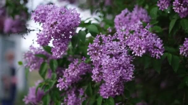Rama Floreciente Flores Frescas Violetas Lila Primer Plano Bajo Lluvia — Vídeos de Stock