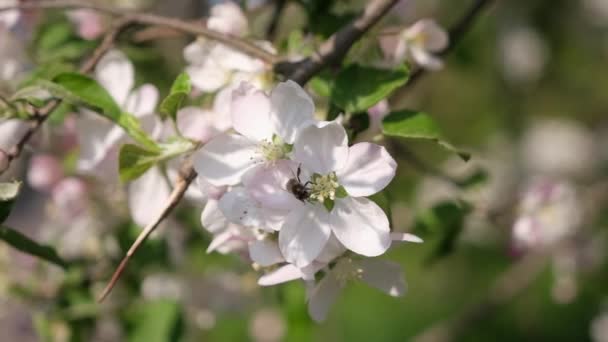 Bee Harvesting Pollen Branch Flowers Spring Bloom — Wideo stockowe