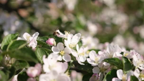 Bee Harvesting Pollen Branch Flowers Spring Bloom — Wideo stockowe