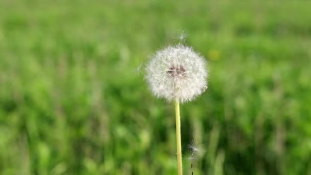 Dandelion Being Blown Slow Motion Spring Sunny Day — Vídeos de Stock