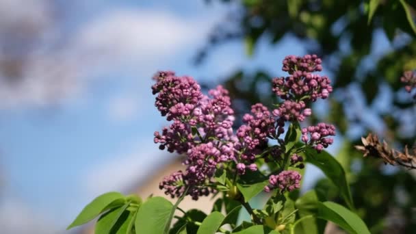 Slow Motion Video Pink Lilac Outdoors Wind Blue Sky — Wideo stockowe