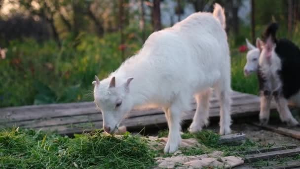 Young Goats Eat Hay Sunset Light Farm — ストック動画