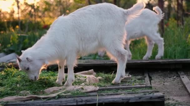 Young Goats Eat Hay Sunset Light Farm — Vídeos de Stock