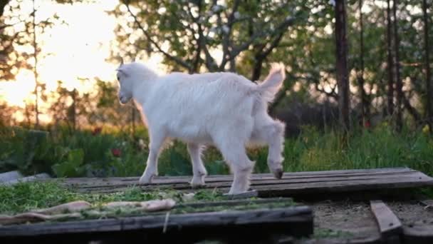 Young Goats Eat Hay Sunset Light Farm — Stock Video