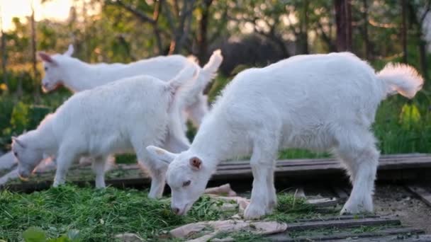 Young Goats Eat Hay Sunset Light Farm — Stockvideo