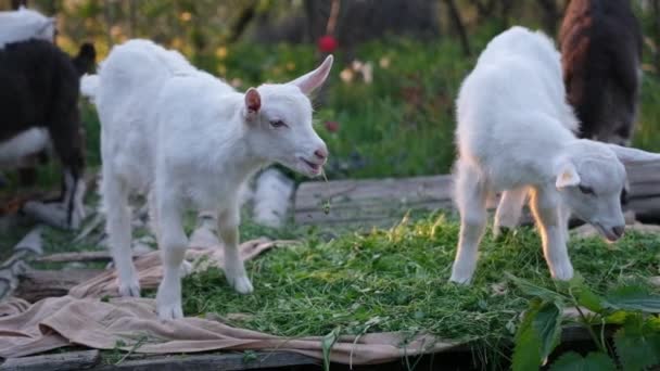 年轻的山羊在夕阳西下的农场里吃干草 — 图库视频影像