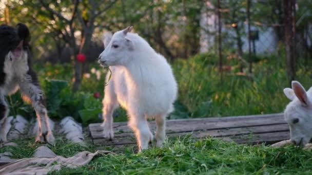 年轻的山羊在夕阳西下的农场里吃干草 — 图库视频影像
