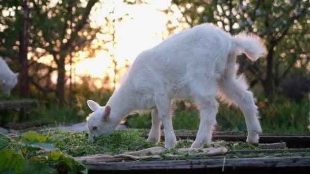 Jonge Geiten Eten Hooi Bij Zonsondergang Boerderij — Stockvideo