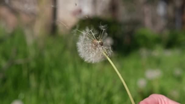 Dandelion Being Blown Slow Motion Spring Sunny Day — Vídeo de stock