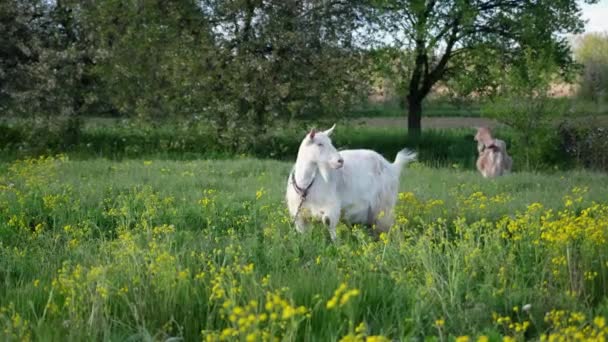 Mature Goat Pasture Sunny Summer Day — Vídeos de Stock