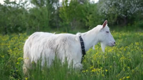 Mature Goat Pasture Sunny Summer Day — Vídeos de Stock