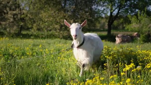 Mature Goat Pasture Sunny Summer Day — 图库视频影像
