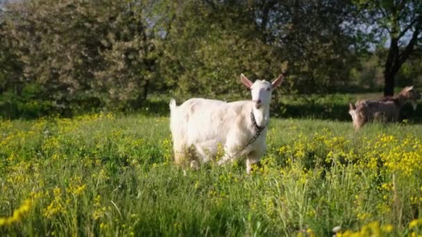 Mature Goat Pasture Sunny Summer Day — 图库视频影像
