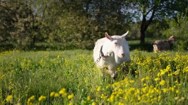 Mature Goat Pasture Sunny Summer Day — Vídeos de Stock