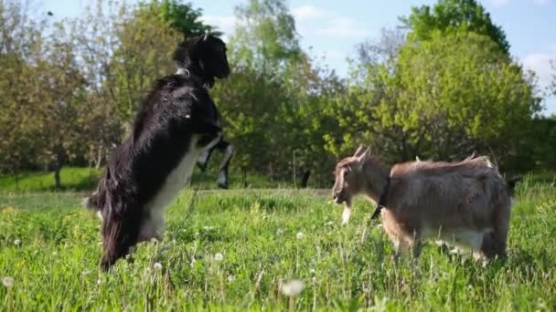 Mature Goats Fighting Pasture Sunny Summer Day — 图库视频影像