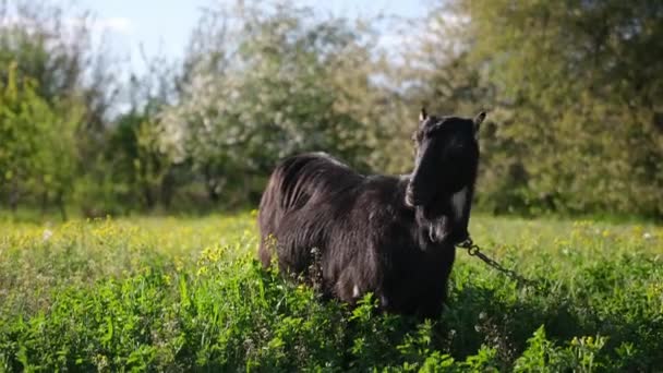 Mature Goat Pasture Sunny Summer Day — Stockvideo