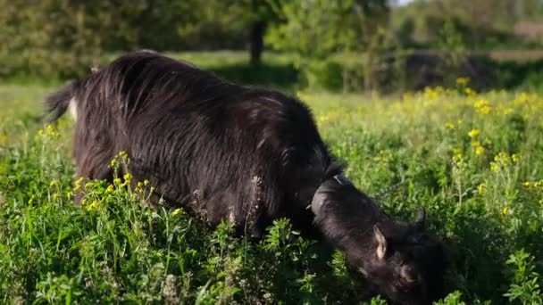 Mature Goat Pasture Sunny Summer Day — Stok Video