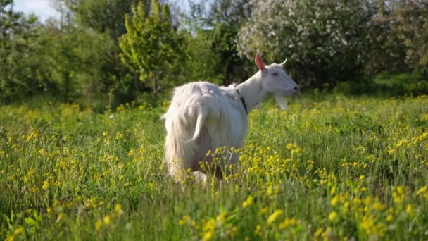 Mature Goat Pasture Sunny Summer Day — Vídeos de Stock