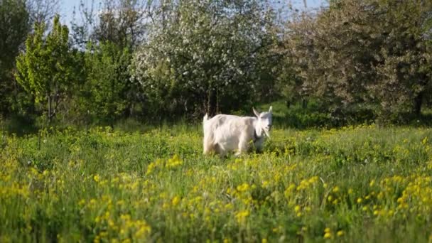 Mature Goat Pasture Sunny Summer Day — Vídeos de Stock