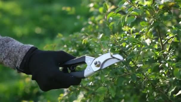 Gardening Concept Gardener Secateurs Cutting Branches Bushes — Αρχείο Βίντεο