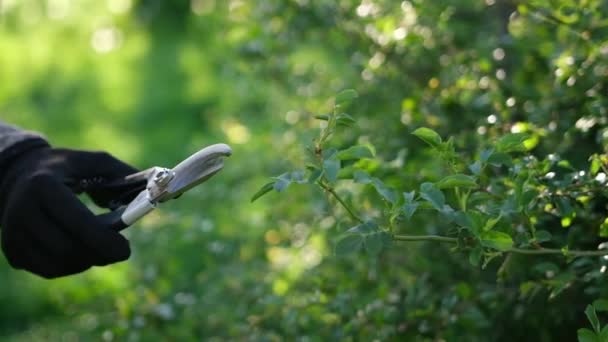 Gardening Concept Gardener Secateurs Cutting Branches Bushes — Stock video