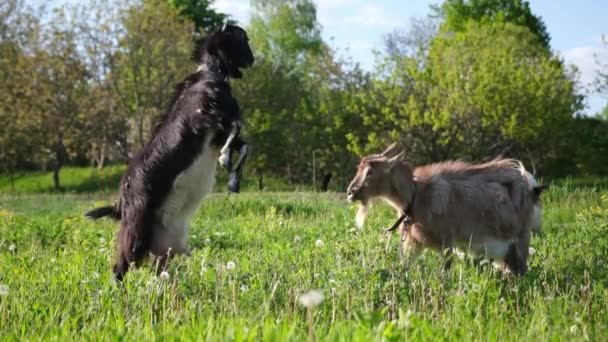 Mature Goats Fighting Pasture Sunny Summer Day — 비디오