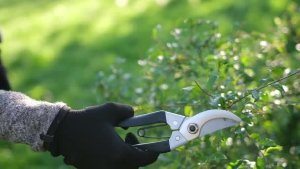 Gardening Concept Gardener Secateurs Cutting Branches Bushes — Stock video