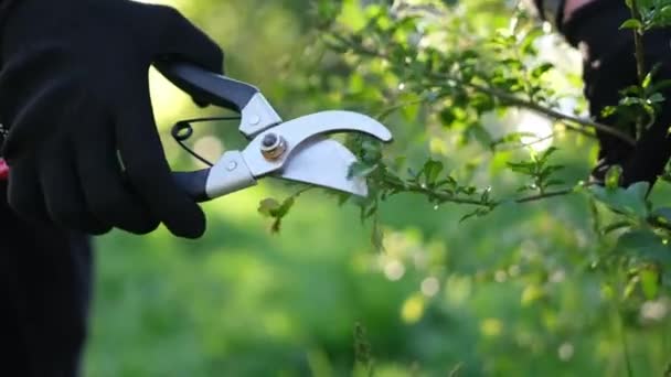 Gardening Concept Gardener Secateurs Cutting Branches Bushes — Stok Video