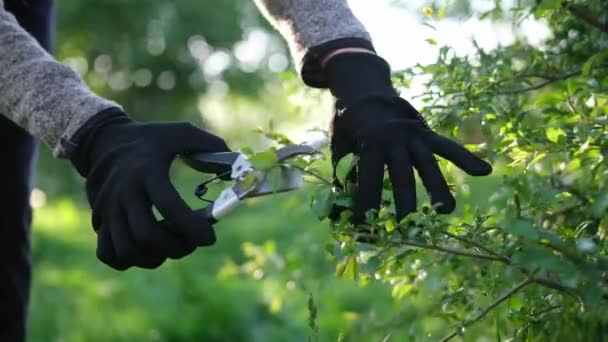 Gardening Concept Gardener Secateurs Cutting Branches Bushes — Stock Video