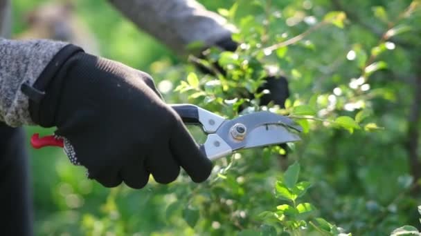 Gardening Concept Gardener Secateurs Cutting Branches Bushes — Stock video