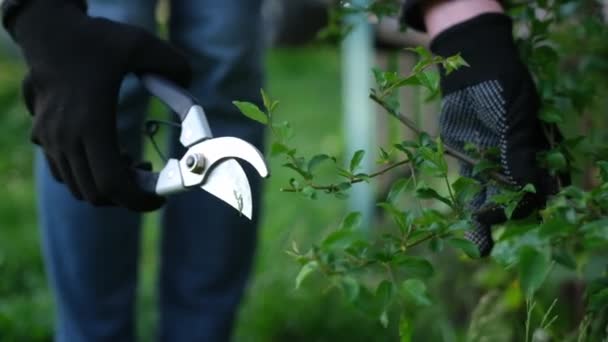 Gardening Concept Gardener Secateurs Cutting Branches Bushes — Stock video