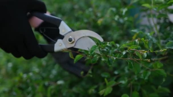 Gardening Concept Gardener Secateurs Cutting Branches Bushes — Stock video