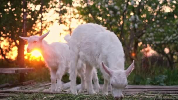 Young Goats Eat Hay Sunset Light Farm — Stockvideo