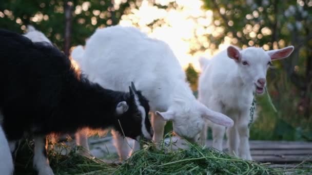 Young Goats Eat Hay Sunset Light Farm — Stockvideo