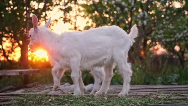 Young Goats Eat Hay Sunset Light Farm — ストック動画