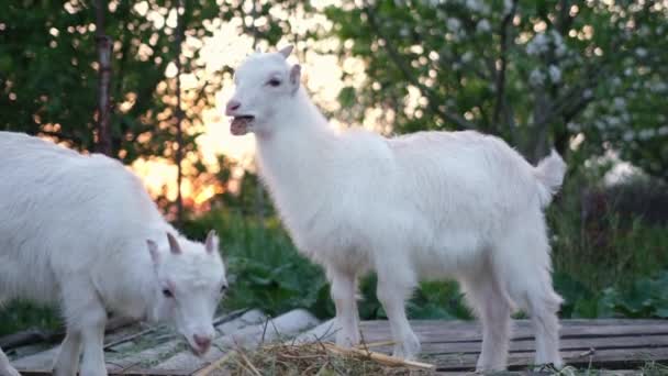 Young Goats Eat Hay Sunset Light Farm — ストック動画