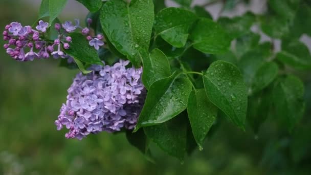 Slow Motion Video Pink Lilac Outdoors Summer Rain — Vídeos de Stock