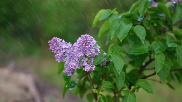 Slow Motion Video Pink Lilac Outdoors Summer Rain — Wideo stockowe
