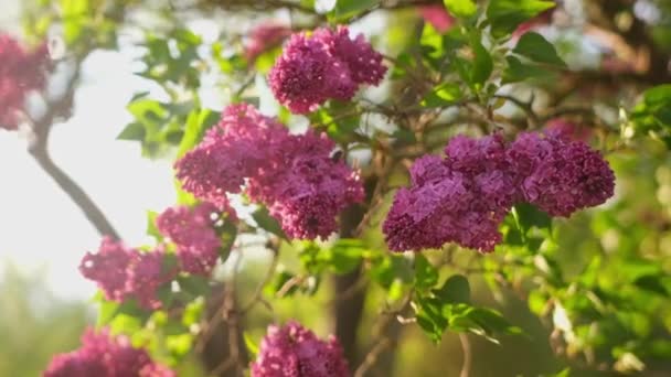 Slow Motion Video Pink Lilac Outdoors Summer Rain — Stock video