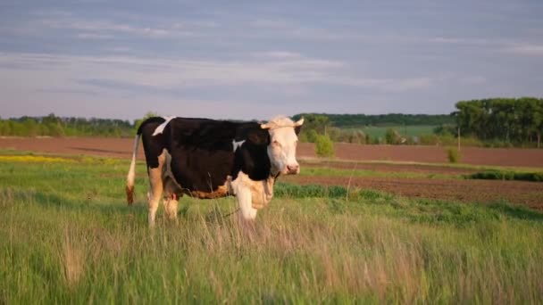 Dairy Cow Standing Meadow — Video