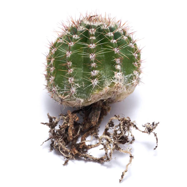 Pequeño Cactus Verde Con Raíces Fuertes Aisladas Sobre Fondo Blanco — Foto de Stock