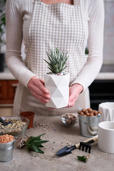 Woman Holding Potted Succulent Haworthia Plant White Ceramic Pot — Stock Photo, Image