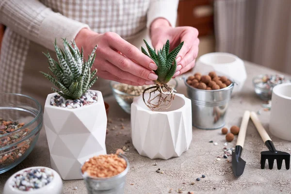 Kobieta Succulent Haworthia Plant Korzeniami Gotowymi Sadzenia White Ceramic Pot — Zdjęcie stockowe