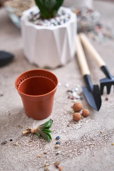 Succulent Haworthia Plant Roots Ready Planting Brown Plastic Pot — Stock Photo, Image