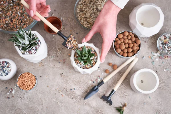 Mulher Plantando Planta Haworthia Suculenta Vaso Cerâmica Branca — Fotografia de Stock